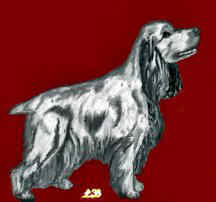 Cocker dessin perso